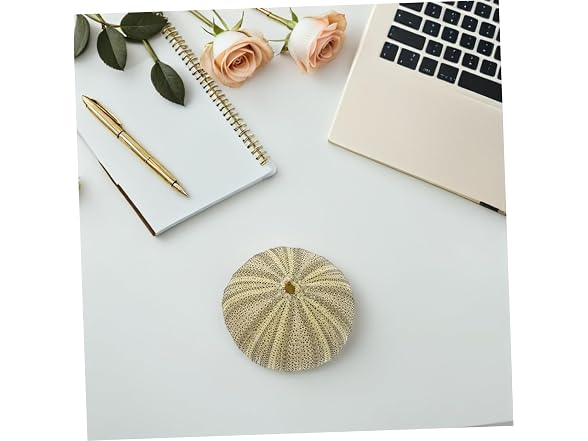 8pcs Natural Sea Shell Natural Sea Urchins D