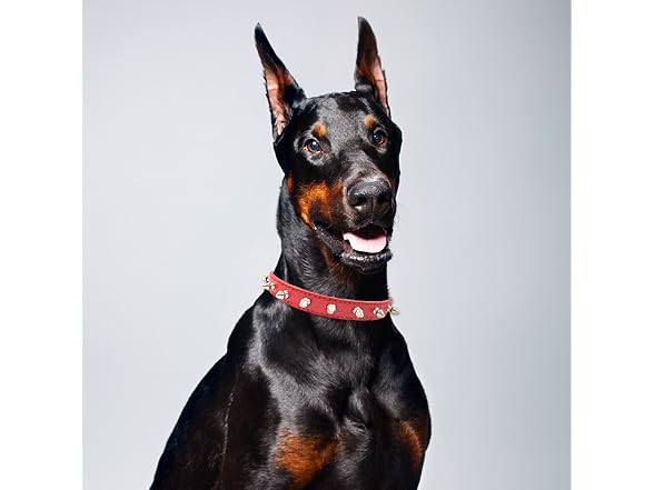Enjoying Spiky Dog Collar, Spiked Dog Collar