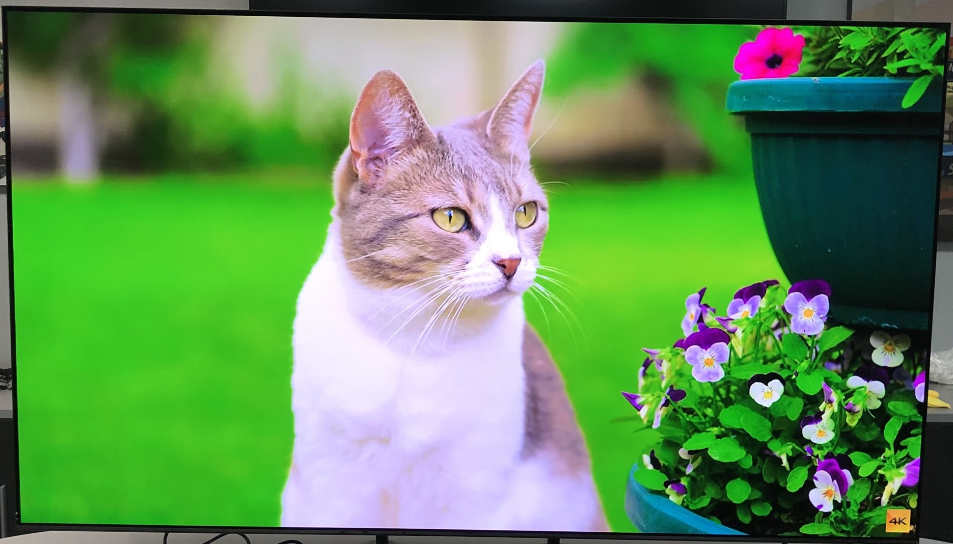 Samsung OLED 4K S90C TV (2023) (Refurbished - Screen Surface Marks) - Gallery 13