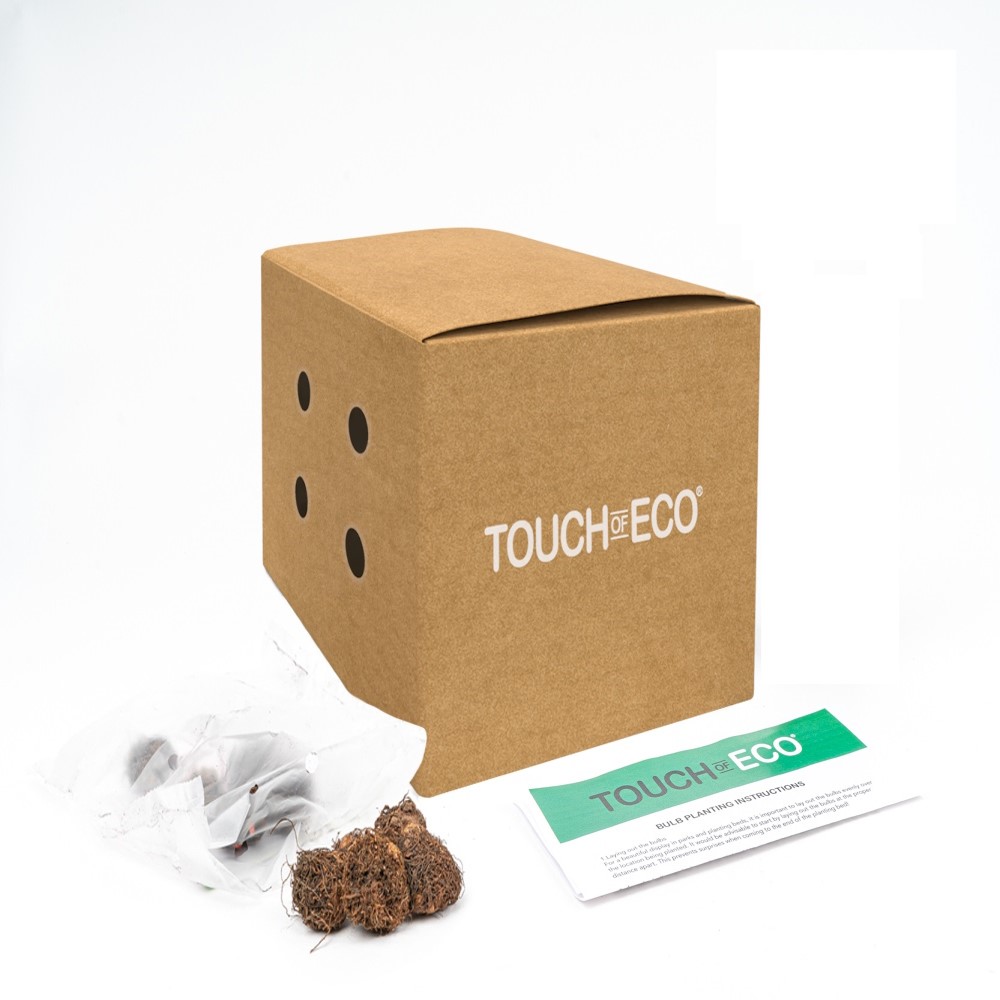 Touch Of ECO Strawberry Begonia - Gallery 12