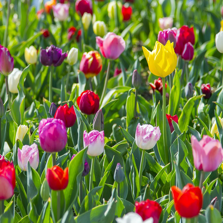 Mixed Double Tulip Late Blooming Flowers - Gallery 7
