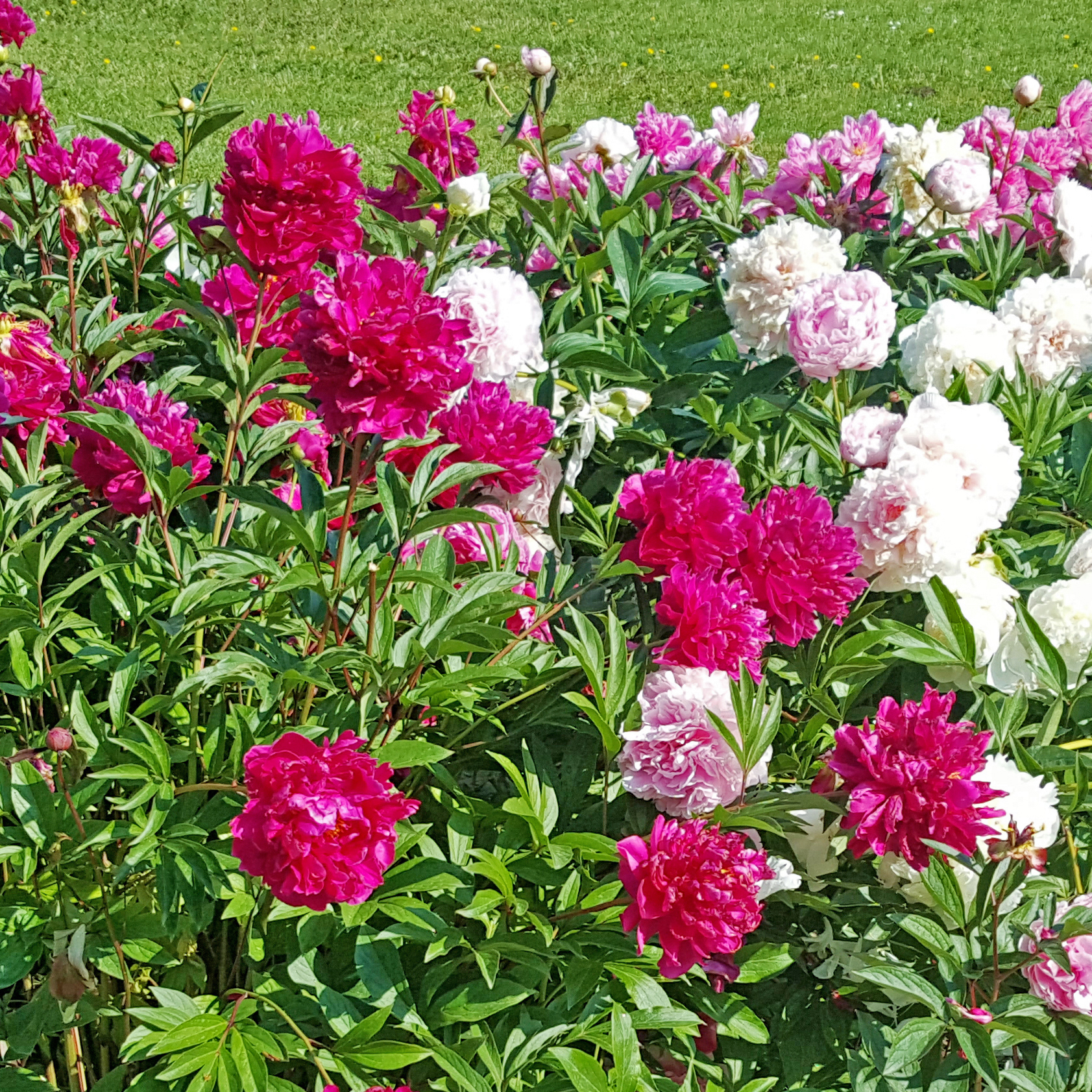 Touch Of ECO Mixed Peonies - Choose Qty - Gallery 11