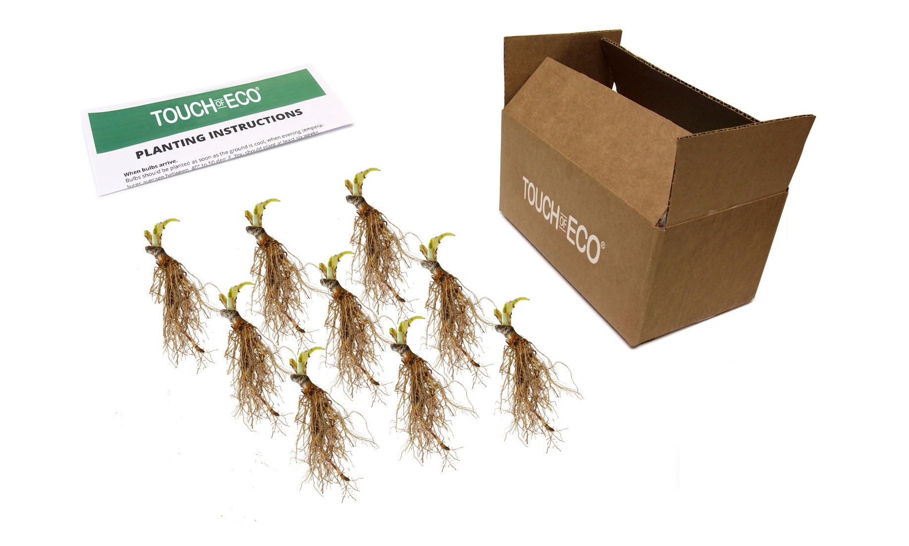 Heart Shaped Hosta - 9-Bare Roots - Gallery 6