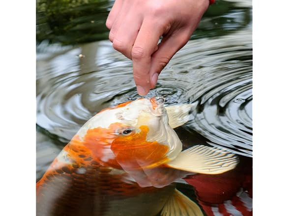 Tetra Pond Koi Vibrance Soft Sticks, Floatin