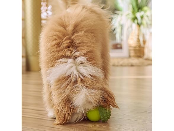SPOT Treat Tumbler Broccoli – Freezable & Fillable