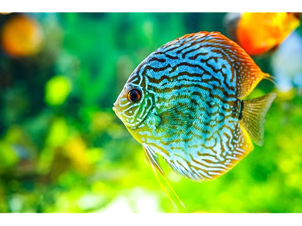 Galápagos (05356) Freshwater Starter Kit - Natur