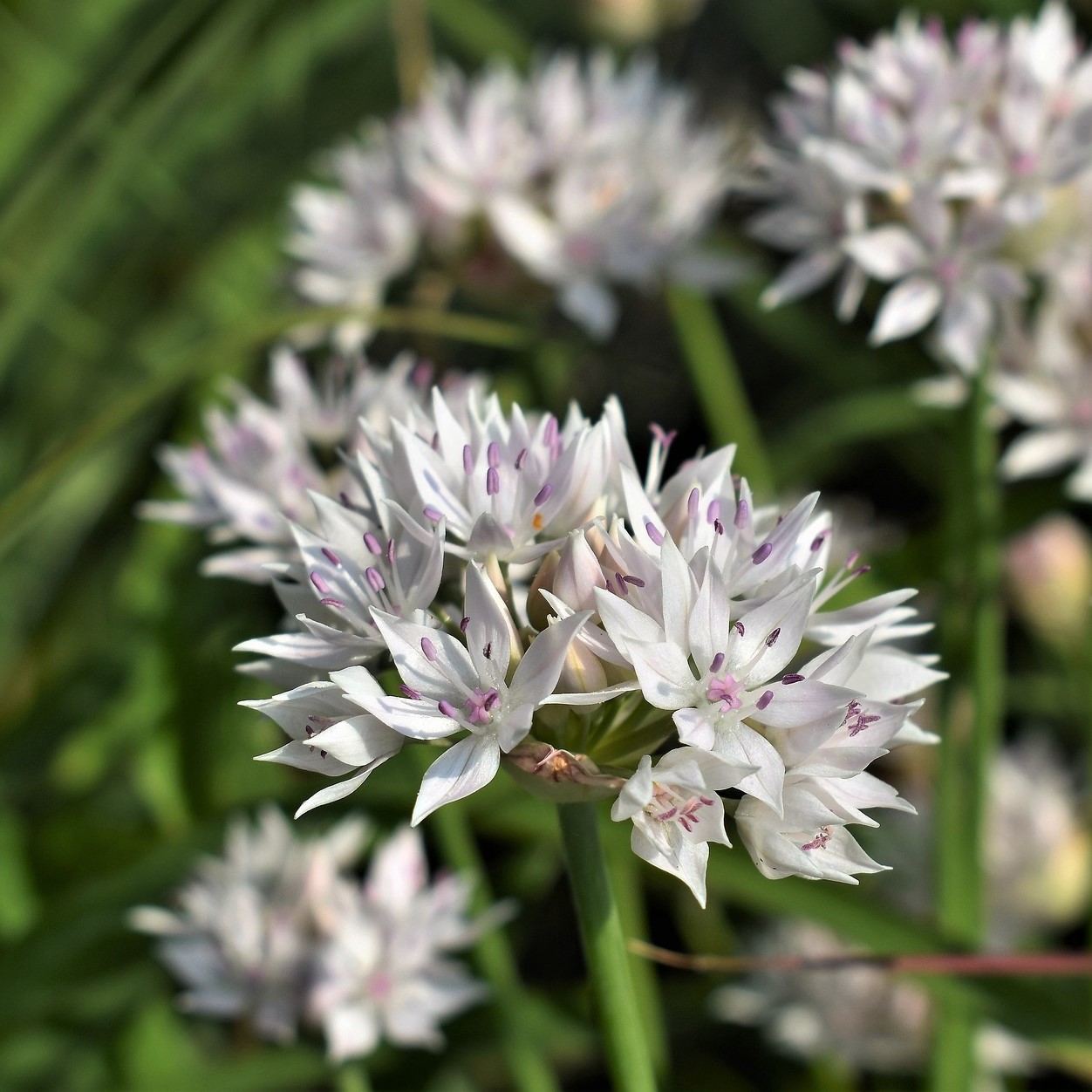 Graceful White Allium Flowers - Gallery 5