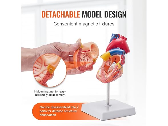 VEVOR Human Heart Model, 2-Part 1:1