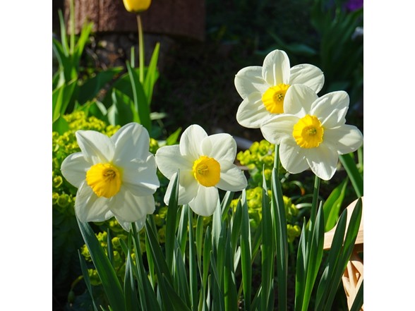 White Lion Daffodil Flowers