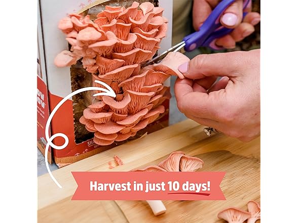 Back to the Roots Organic Mushroom Grow Kit 3-Pack