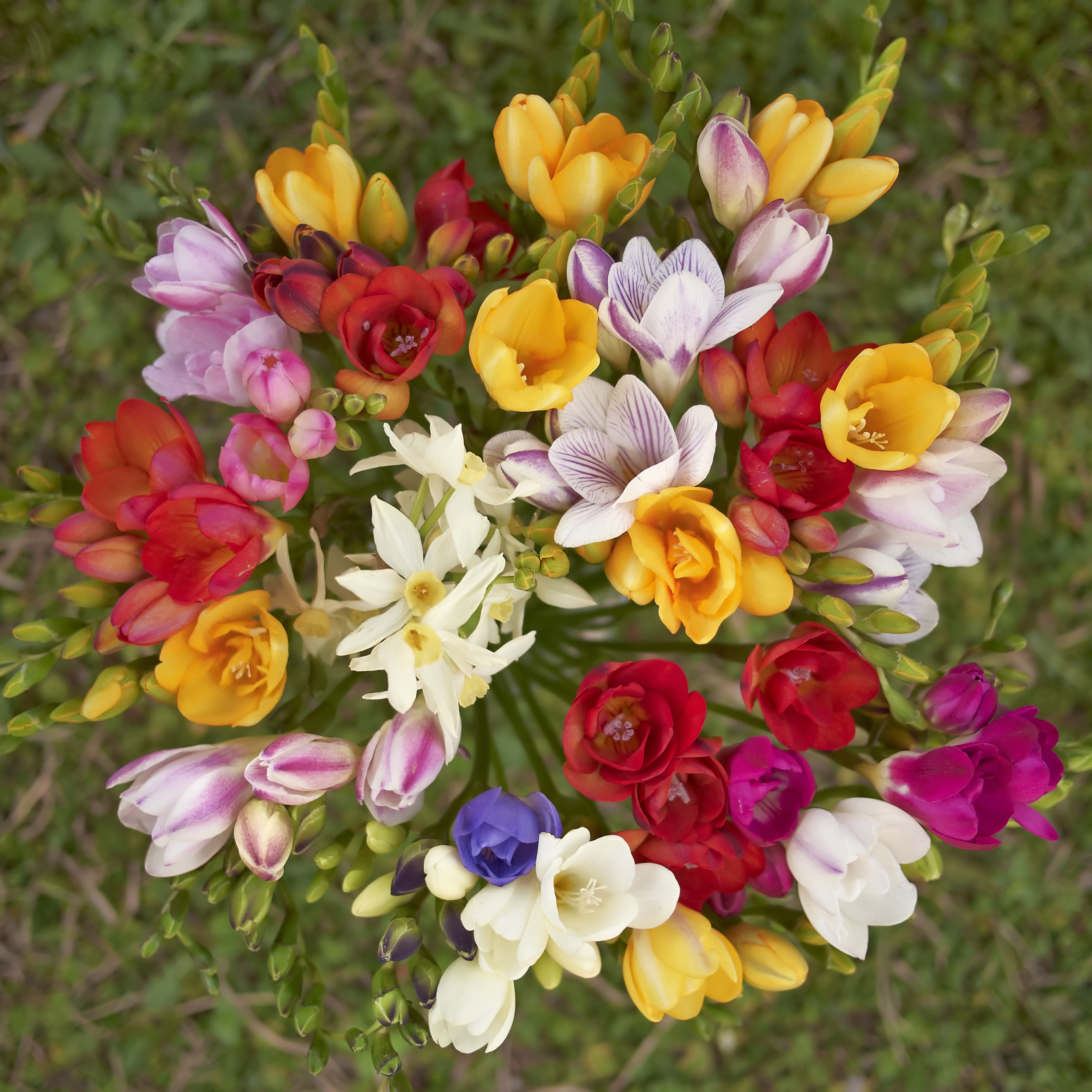 Mixed Freesia Flowers - Gallery 8