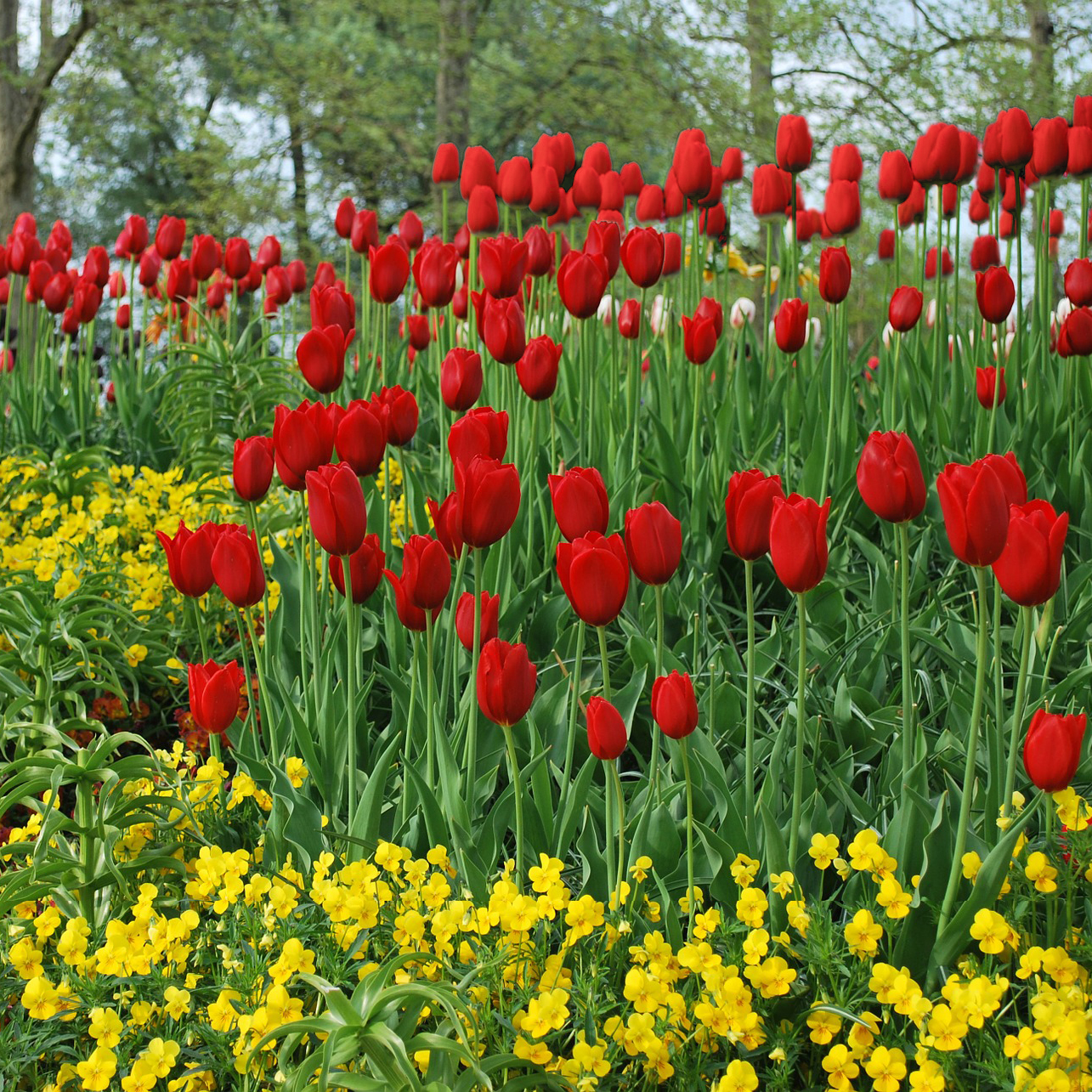 Sky High Scarlet Tulip Flowers - Gallery 5
