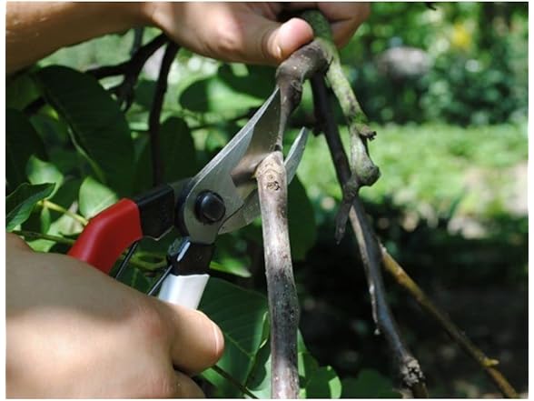 Niwaki Secateurs