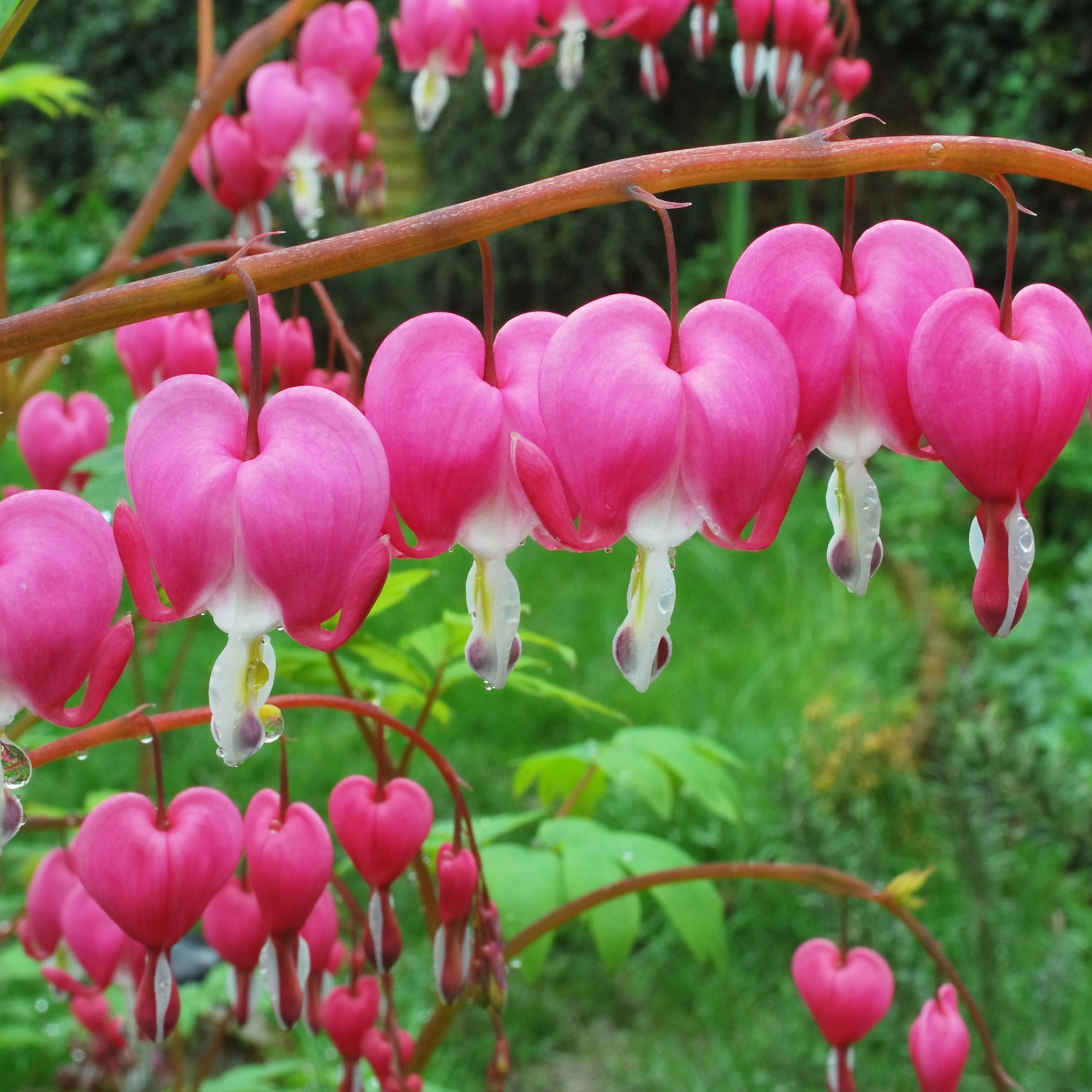 Old Fashioned Bleeding Hearts Flowers Pink- 4 Bulbs - Gallery 6