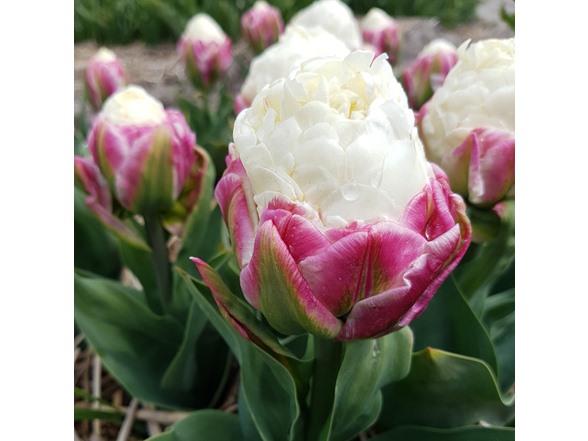 Double Scoop Ice Cream Tulip Flowers