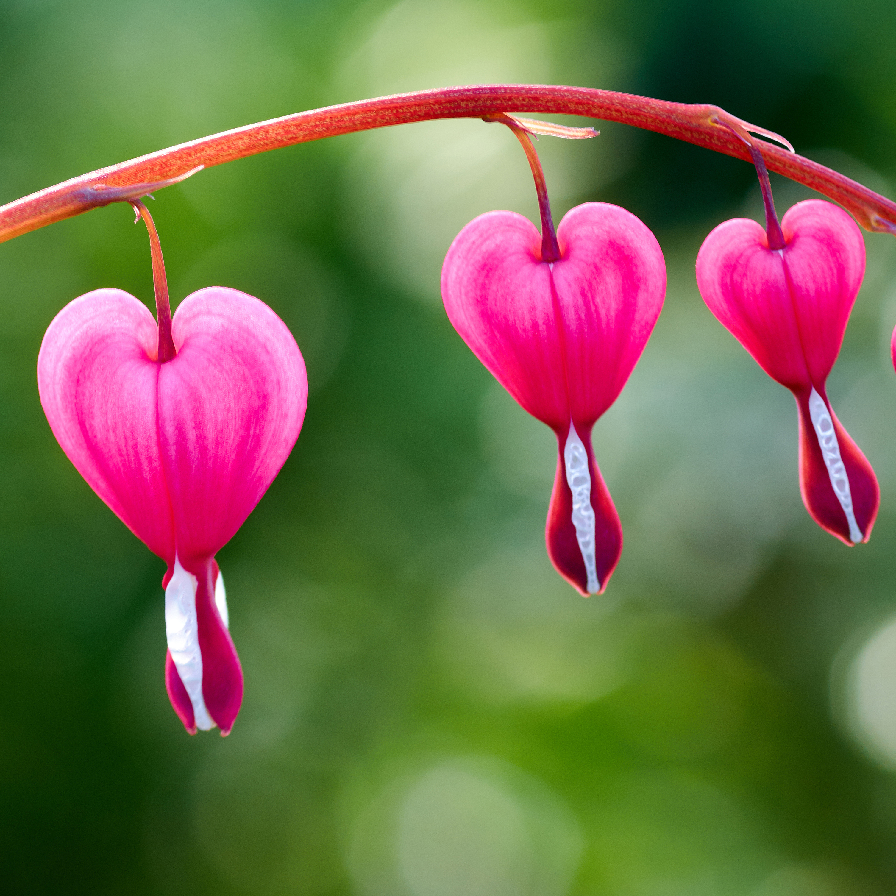 Old Fashioned Bleeding Hearts Flowers Pink- 4 Bulbs - Gallery 7