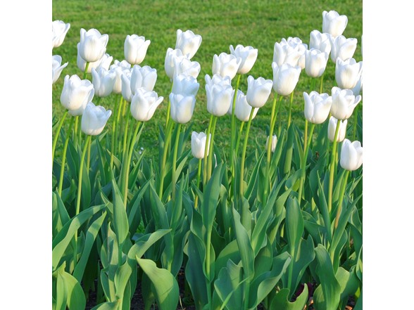Colossal White Tulip Flowers
