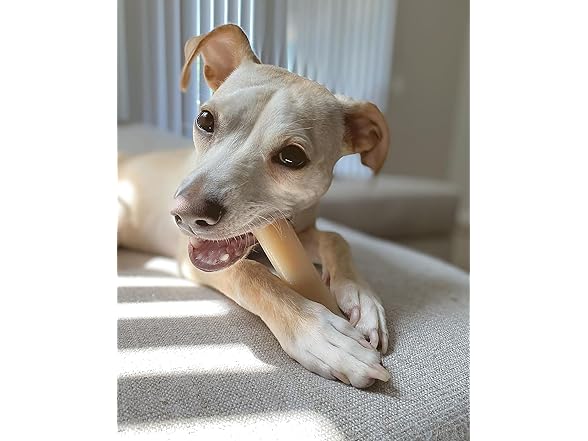 Nylabone Power Chew Original Bone- Medium