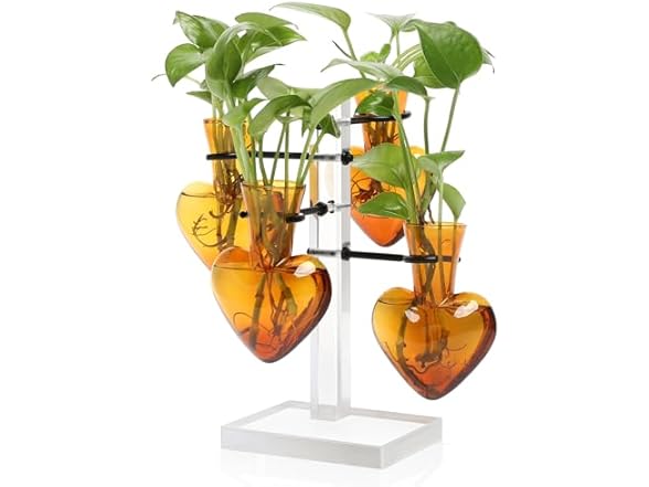 4 Love Heart Vase Plant Propagation