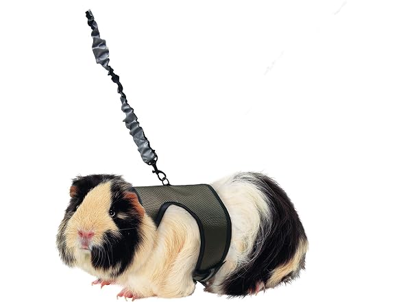 Kaytee Comfort Harness and Stretch Leash, Large