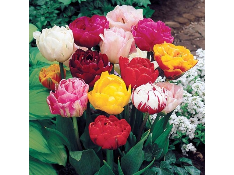 Touch Of ECO 5023-2 20 Bulbs 