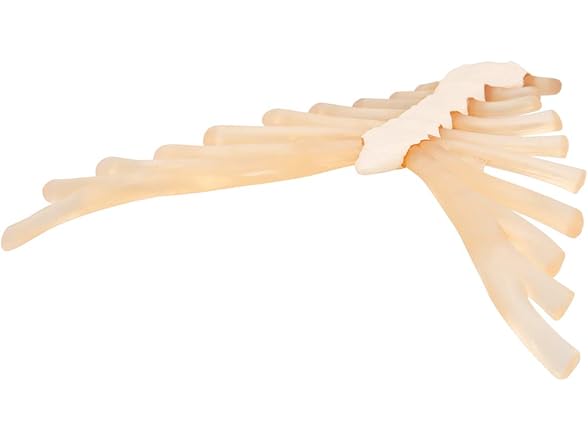 3B Scientific A69 Sternum with Rib Cart