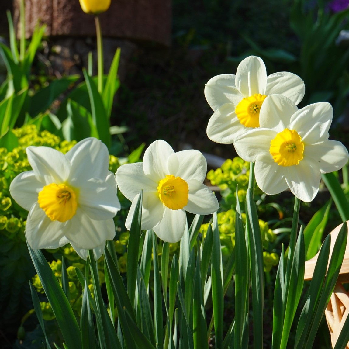 White Lion Daffodil Flowers - Gallery 5