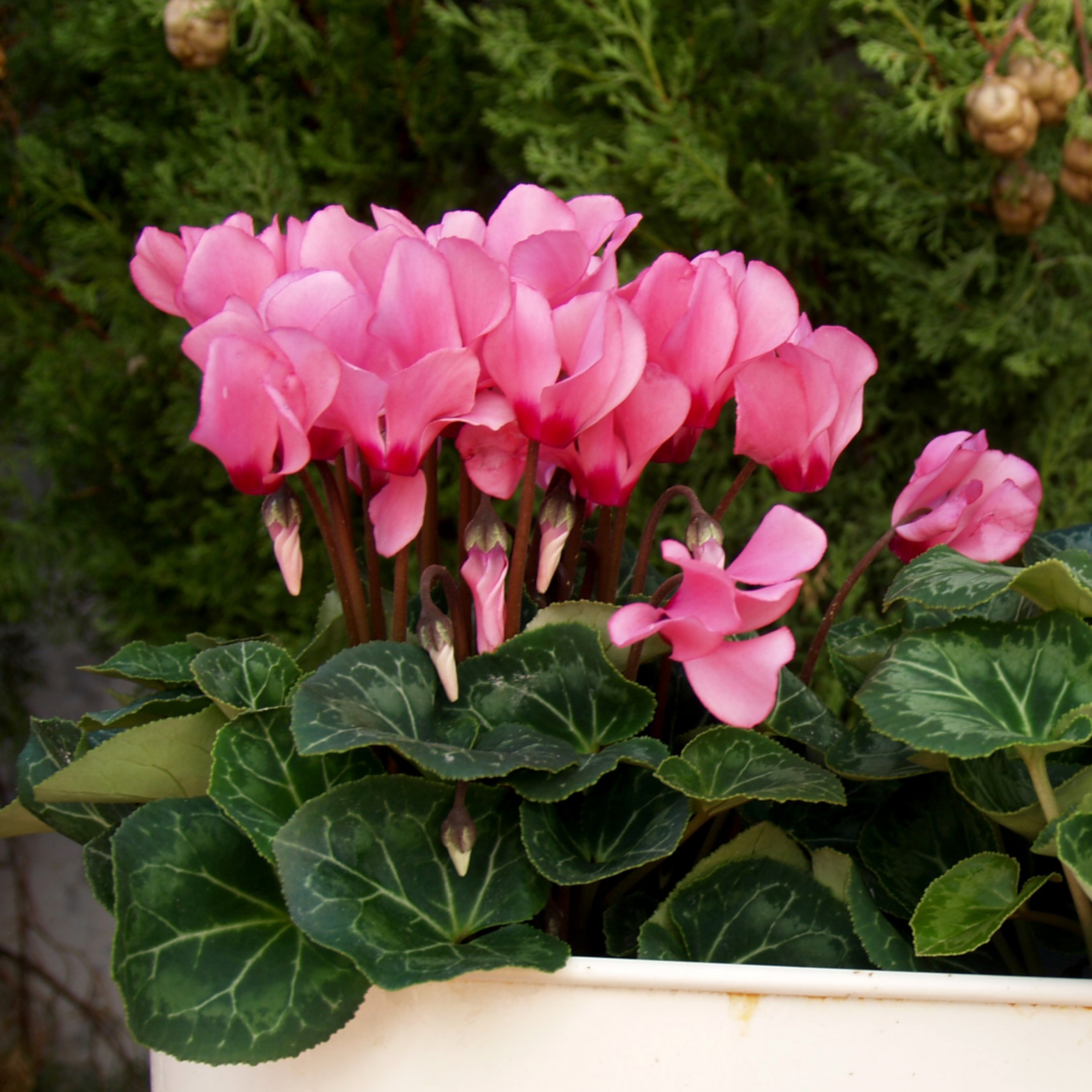 Pink Crush Cyclamen Flowers - Gallery 8