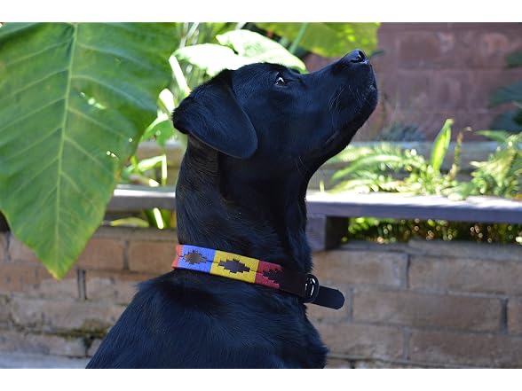 Gaucho Goods Soft Leather Dog Collar Yosemit