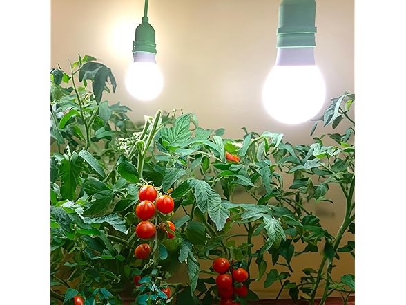 Veggie Grow Kit Tomato 6.5KK 2pk