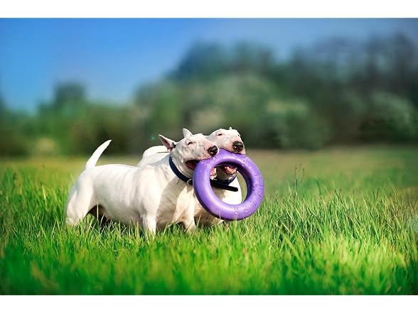 COLLAR Puller Maxi - Innovative Dog Fitness Tool