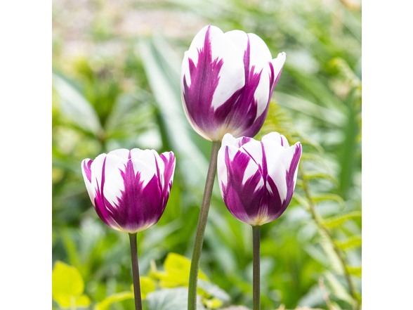 Blueberry Swirl Tulip Flowers