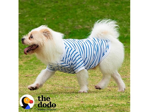 Dodo Extra Small Dog T-Shirt: Blue & White Striped, XS