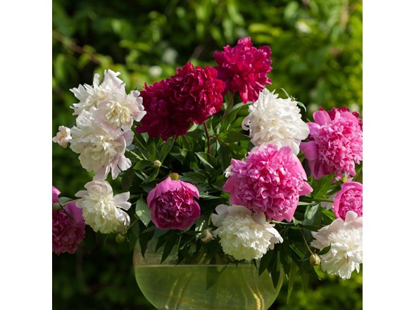 Mixed Peonies - 12 Bulbs and Tool