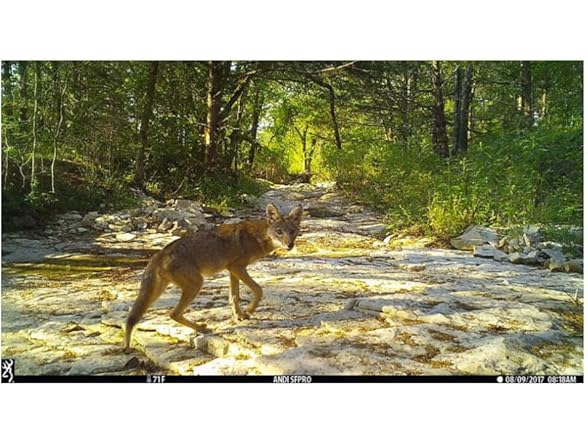 Browning Trail Cameras Dark Ops Pro X 1080