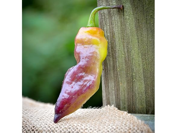 Yaki Blue Purple Ghost Pepper Hot Pepper