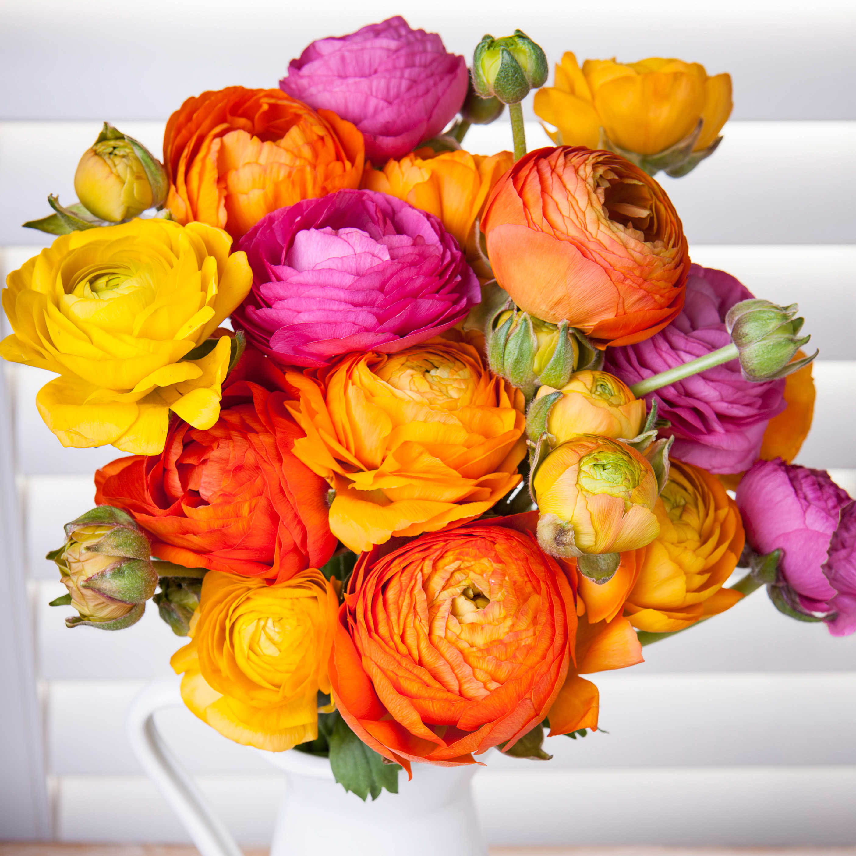 Persian Buttercups-15 Bulbs - Gallery 12