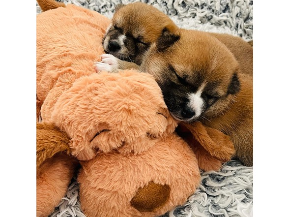 Snuggle Puppy Behavioral Aid Toy (Biscuit)