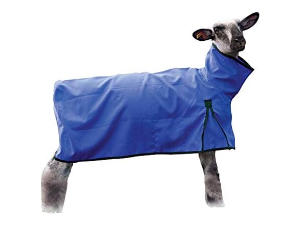 Weaver Livestock Sheep Blanket with Solid Blue