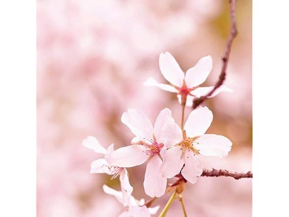 CANDLE WARMERS ETC Soy Wax Blend Classic