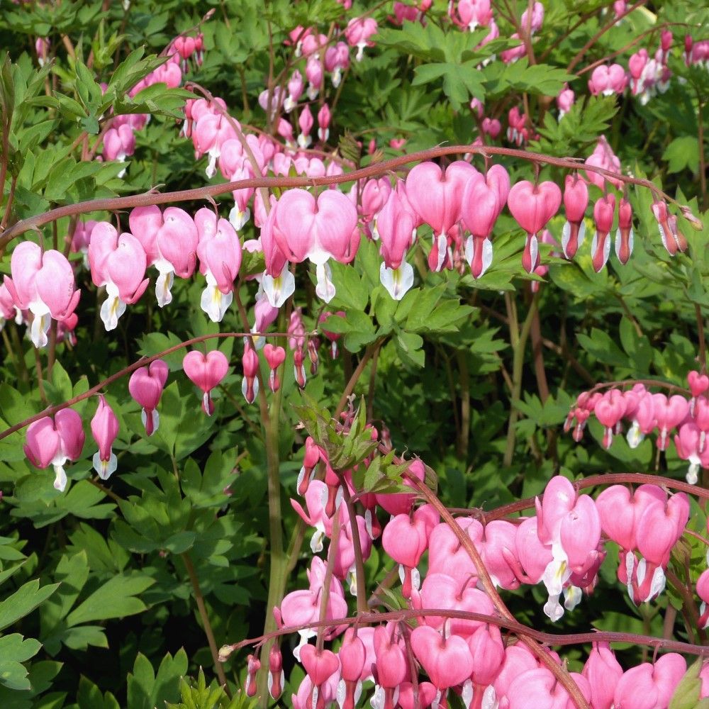 Pink & White Bleeding Hearts - 4 Bulbs - Gallery 6