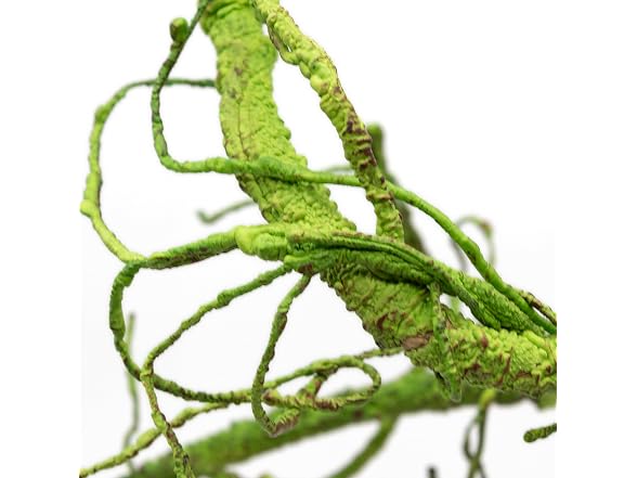 Pangea Reptile Ultimate Vine for Terrarium Ha