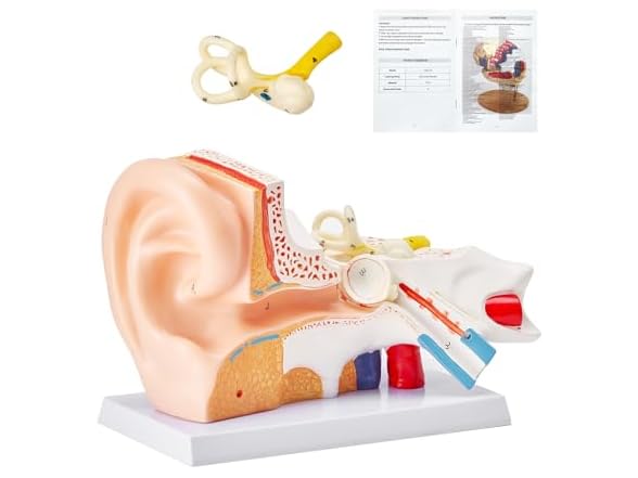VEVOR Human Ear Anatomy Model, 3 Parts