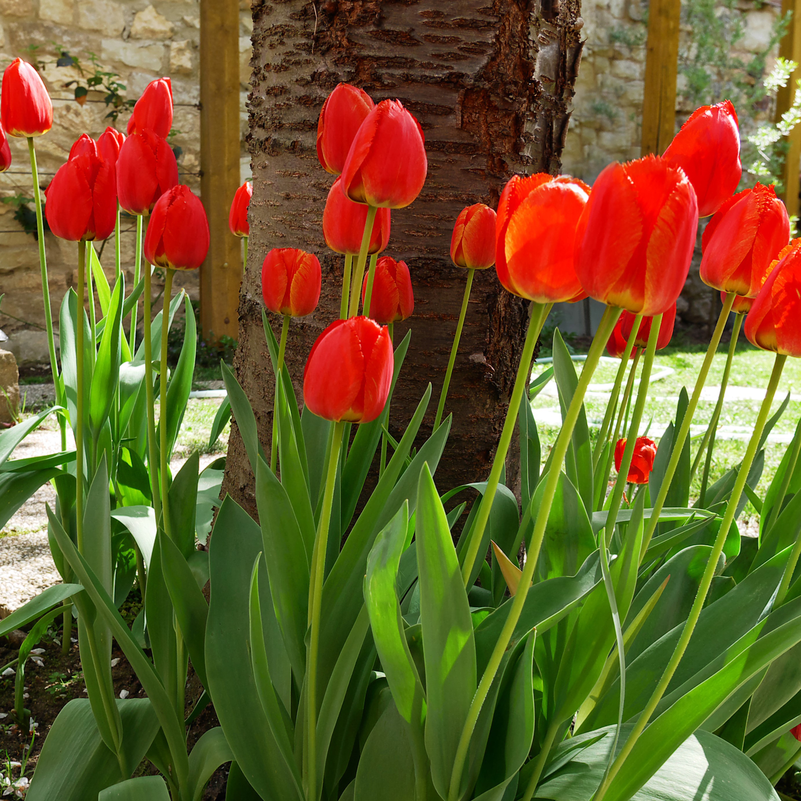 Sky High Scarlet Tulip Flowers - Gallery 8
