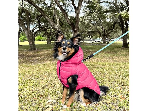 Pawtitas Reversible Windproof Dog Jacket | W