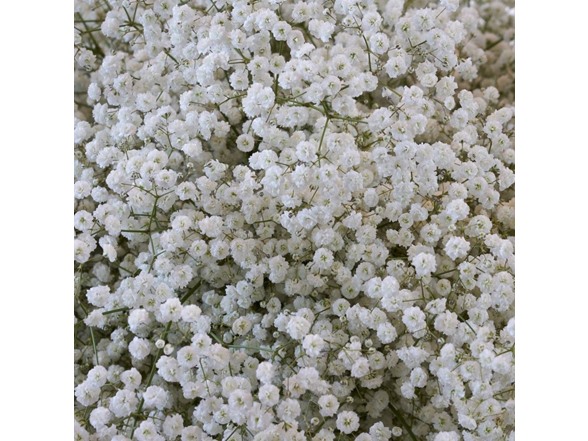 Baby's Breath - 24 Bulbs