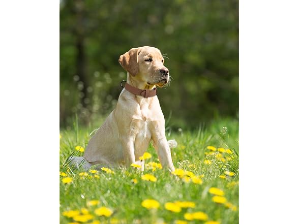 YAODHAOD Soft Padded Leather Dog Collar for