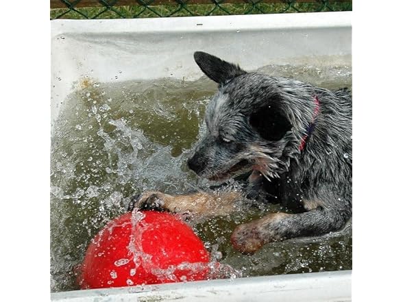 Company of Animals Boomer Ball for Dogs