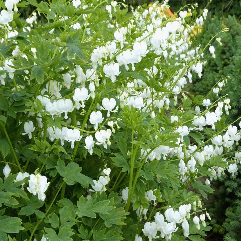 Old Fashioned Bleeding Hearts Flowers White - Gallery 6