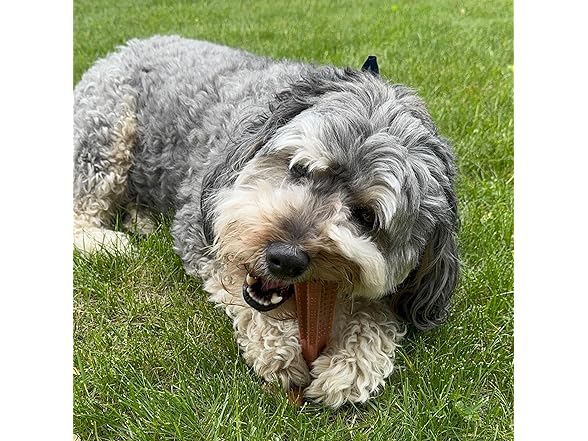 SPOT Bam-Bones Plus Coffee Wood T-Bone